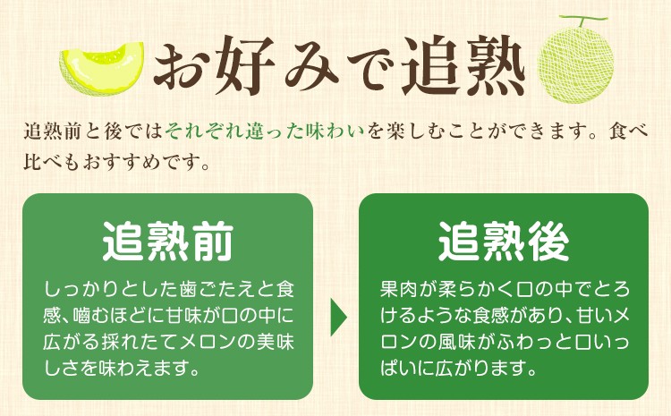 肥後グリーンメロン (中) Lサイズ 2玉【2024年5月上旬～6月下旬発送予定】