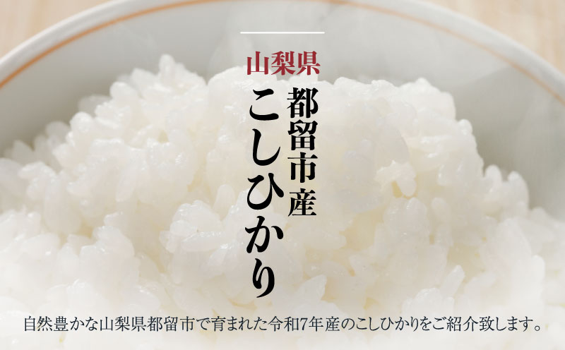 【令和8年産先行予約】山梨県産こしひかり[10kg] 米 お米  こしひかり コシヒカリ　