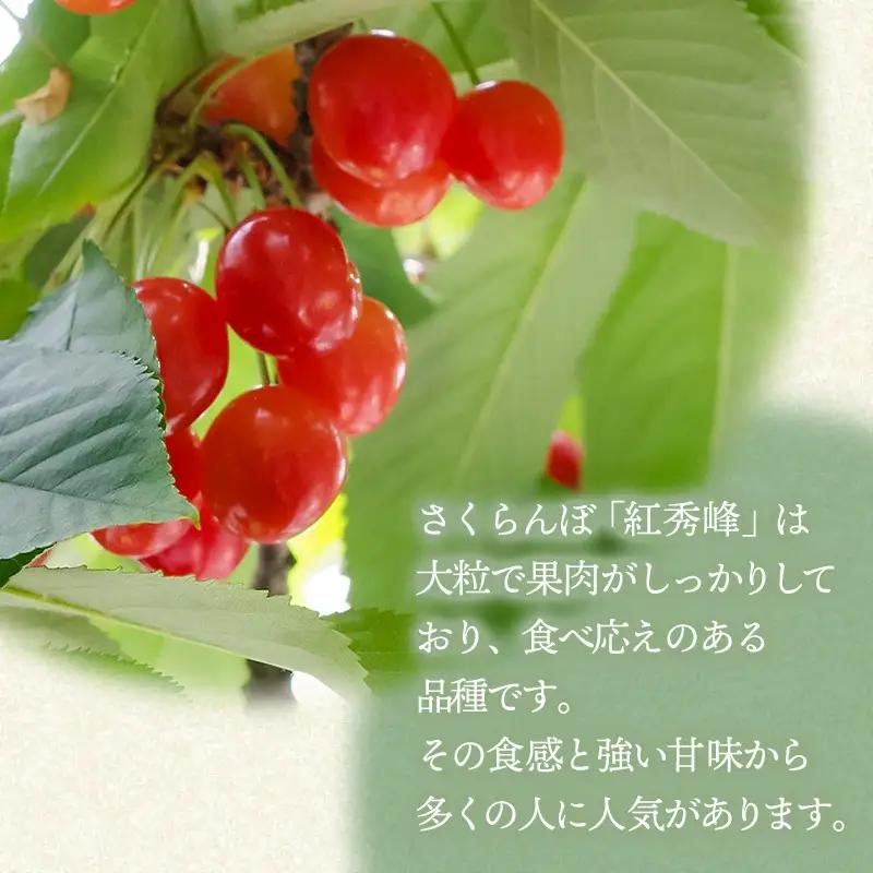 【令和8年産先行予約】 さくらんぼ 紅秀峰 約1kg 山形県庄内産　丸果庄内青果　| サクランボ チェリー 紅秀峰 果物 くだもの フルーツ 1キロ 甘い 完熟 旬 産地直送 人気 美味しい 2026