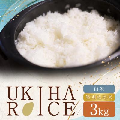 ふるさと納税 うきは市 UKIHA RICE 白米3kg(特別栽培米)