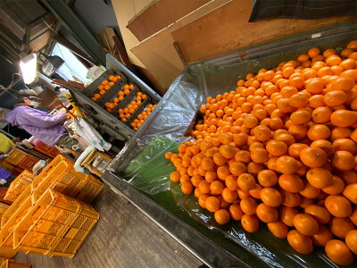 ZF6064n_≪年内発送≫【完熟早生・有田みかん】“小玉ちゃん”／等級混合・約2.2kg