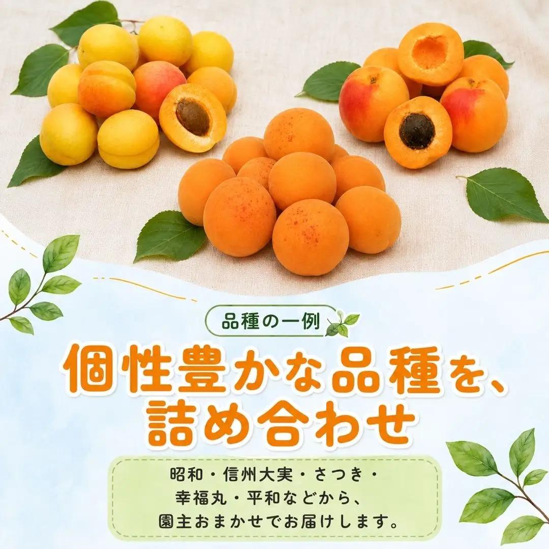 【2027年先行予約】あんず 園主おまかせ セット 計約4kgバラ詰 |あんず 昭和 信州大実 さつき 千曲市産 長野県 信州