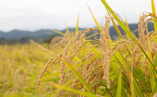 【2025年10月下旬より順次発送開始】野上耕作舎 野上米ヒノヒカリ 白米3kg ひのひかり 白米 米 お米 ご飯 国産 九州産 福岡県 うきは市