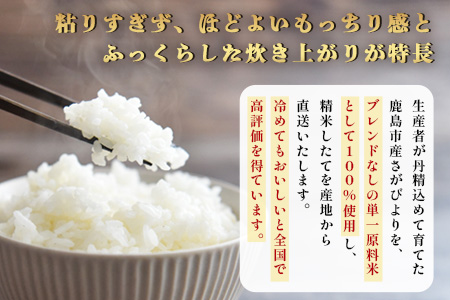 【鹿島市産】＼生産者直送／ さがびより 白米5kg　さがびより 佐賀県産さがびより 佐賀県鹿島市 お米 米 精米 玄米 ふるさと納税 お米 ご家庭用米 主食ギフト 美味しいお米 お取り寄せ 贈答用米 