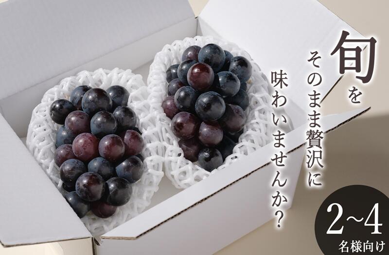 【ふるさと納税】 巨峰 種無し 2026年発送 先行予約 約900g 2房 冷蔵 果物 フルーツ 8月 9月 発送 葡萄 黒ぶどう 甲州市産 ぶどう ブドウ 大粒 果実 産地直送 数量限定 期間限定 自然農法 贈答 ギフト クール 山梨県 甲州市 （BNC） 【B-826】