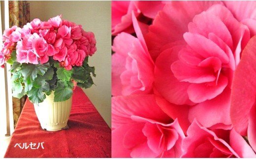 ベゴニア鉢植え「おまかせセット」