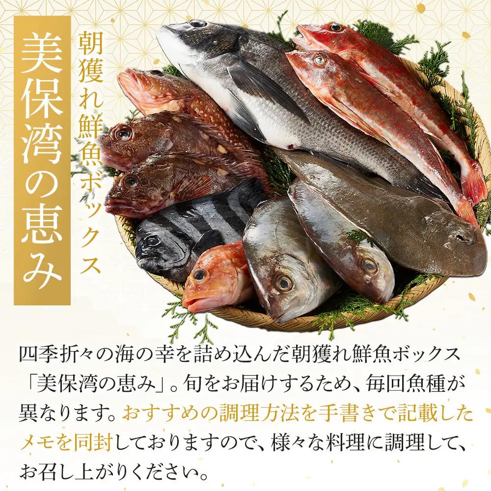 ＜金～日着※指定日不可＞＜期間限定＞＜4月上旬～10月末頃発送予定＞朝獲れ鮮魚ボックス「美保湾の恵み」(計2.5kg以上)