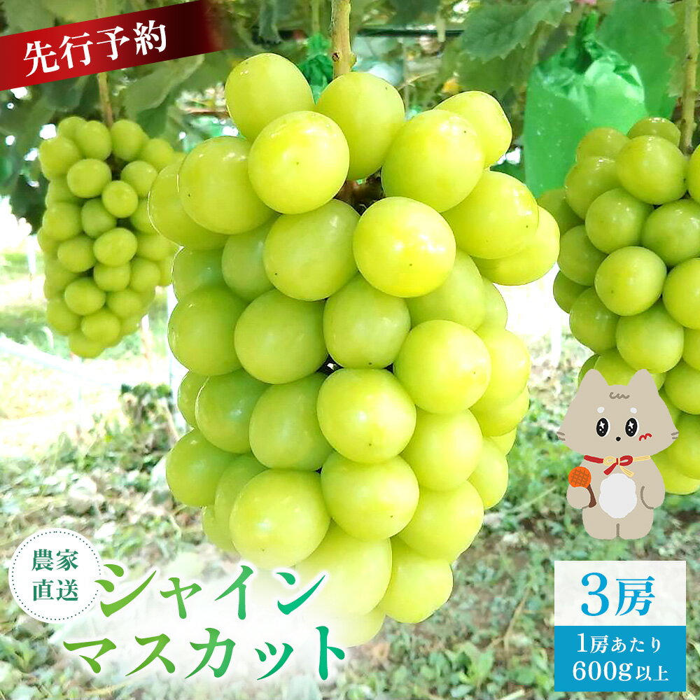 【ふるさと納税】【先行予約】《2026年9月下旬～11月下旬出荷》 宮城県丸森町産 シャインマスカット　3房(1房 600g以上)|宮城県 宮城 丸森町 丸森 シャインマスカット ぶどう ブドウ 葡萄 600g以上 3房 フルーツ 期間限定 産地直送 ふるさと納税【48006】