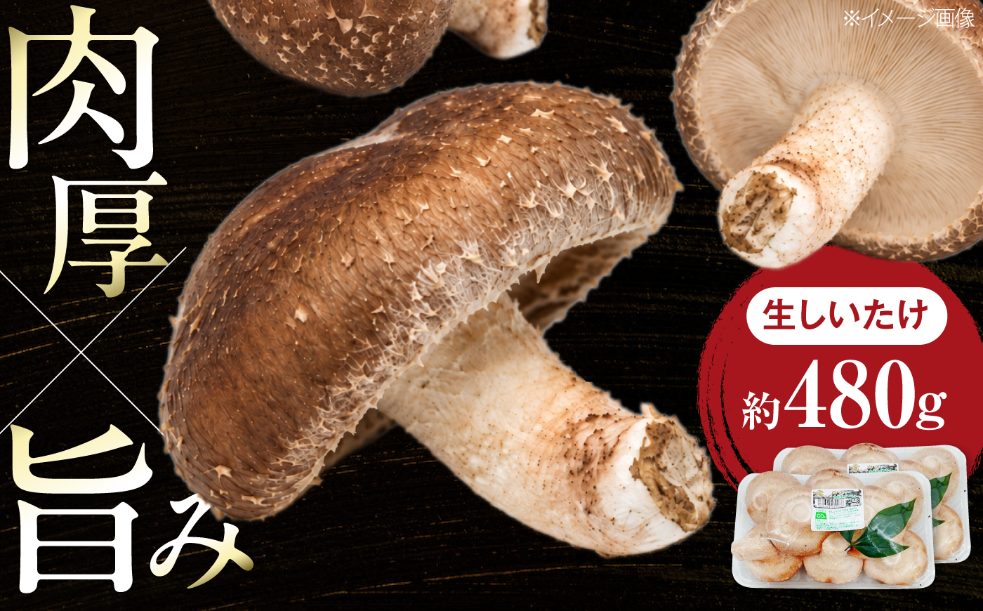 生しいたけ (菌床栽培) 約240g×2パック ／ しいたけ 椎茸 シイタケ きのこ キノコ 野菜 愛媛県 内子町産【株式会社フジ・アグリフーズ】 [BKAY013]
