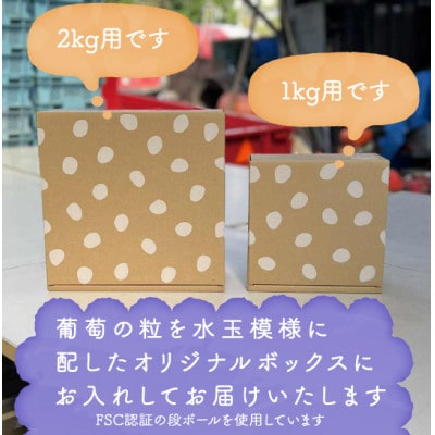 【2026年発送分先行受付】巨峰ぶどう(種なし) 2kg 以上 産地直送 山梨県山梨市牧丘産【配送不可地域：離島・沖縄県】