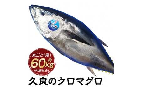 久良のクロマグロ 丸ごと1尾 約60kg前後 内臓抜き 養殖 クロマグロ 本マグロ 本まぐろ 本鮪 まぐろ マグロ 鮪 まるごと 1尾 赤身 トロ 魚 海鮮 刺身 寿司 食品 お祝い 冷蔵 お取り寄せ グルメ 国産 愛媛県 【2025年9月上旬-2026年3月下旬まで発送予定】 【えひめの町（超）推し！（愛南町）】(293)