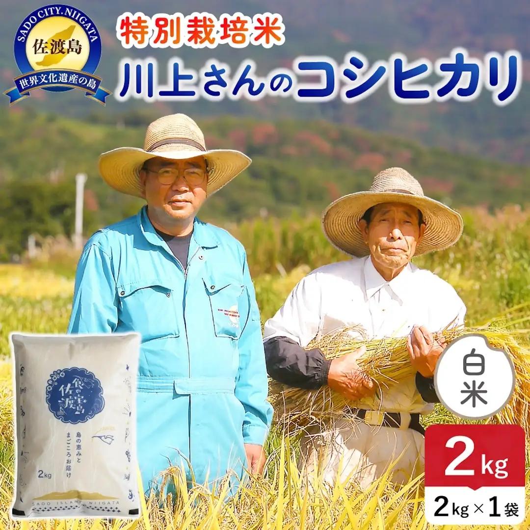 令和8年産 佐渡島産川上さんのコシヒカリ 白米2kg 特別栽培米 195962-111102