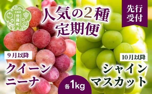 
                  【定期便2回】クイーンニーナ シャインマスカット 各1kg 安井農園 ぶどう ブドウ 葡萄 ピオーネ フルーツ 果物 くだもの 産地直送 世羅 A009-07
                