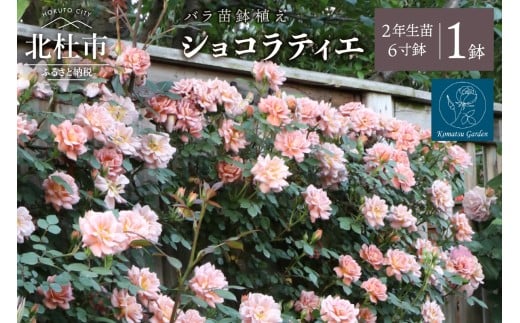 【2026年2月以降発送】バラ苗鉢植え「ショコラティエ」 バラ 苗 1鉢 四季咲き 鉢植え 花 6寸鉢 2年生苗 ガーデニング 初心者 母の日 父の日