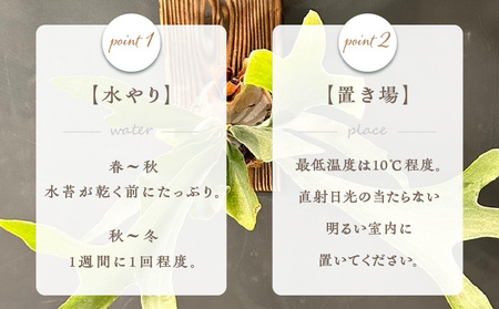 コウモリラン 板付け（ネザーランド） インテリア 吊り下げ 壁掛け