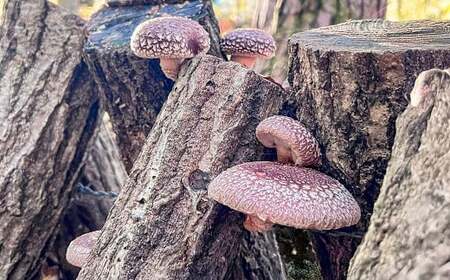 原木乾燥しいたけ 小袋セット 210g（70g×3袋） 乾燥椎茸 椎茸 しいたけ きのこ 野菜 セット 熊本県 常温