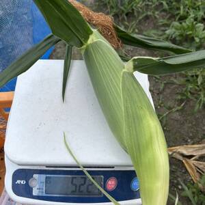 【めちゃあま】ホイップコーン【濃厚半生食感】2L(400g以上)を10～12本【配送不可地域：離島・北海道・沖縄県・中国・四国・九州】【1708603】