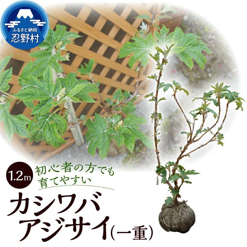 【ふるさと納税】カシワバアジサイ アジサイ 紫陽花 一重 家庭菜園 植物 樹木 ガーデニング 植木 苗 庭木 送料無料 山梨県 忍野村