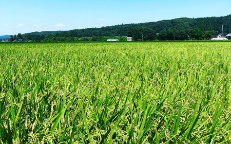 七分搗きコシヒカリの白がゆ 250g 24袋 おかゆ お粥 米 レトルト 防災グッズ 防災用品 常温保存 非常食 備蓄 ストック 長期保存 [小さな農家ささげ米]【024S054】