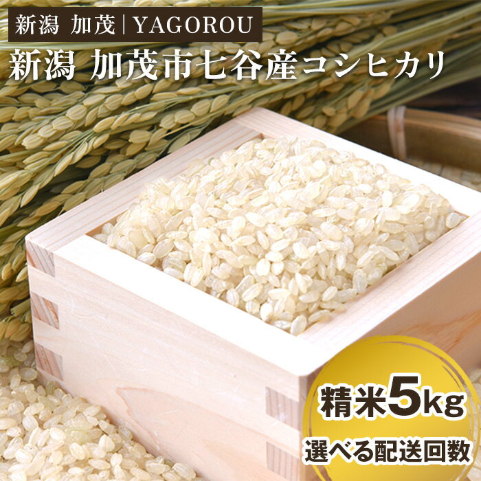 【ふるさと納税】【令和7年産新米先行予約】新潟県加茂市 七谷産コシヒカリ精米5kg 選べる配送回数（通常配送1回〜定期便6回） 《10月中旬～順次発送》 新潟産コシヒカリ 豊かな山水で育った天水米 加茂市 YAGOROU ヤゴロウ