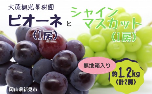 ピオーネとシャインマスカットのセット　約1.2kg（各1房）をお届けします。