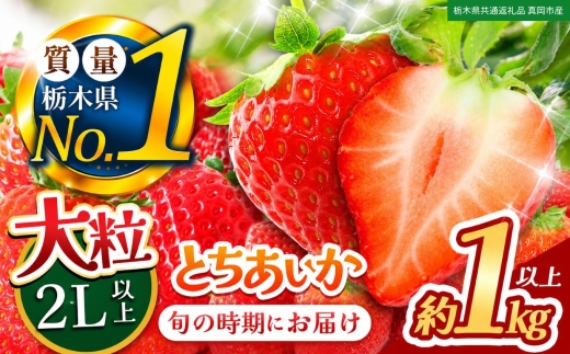 苺 いちご 大粒とちあいか 約1000g【栃木県共通返礼品 真岡市産】TT 栃木県 下野市