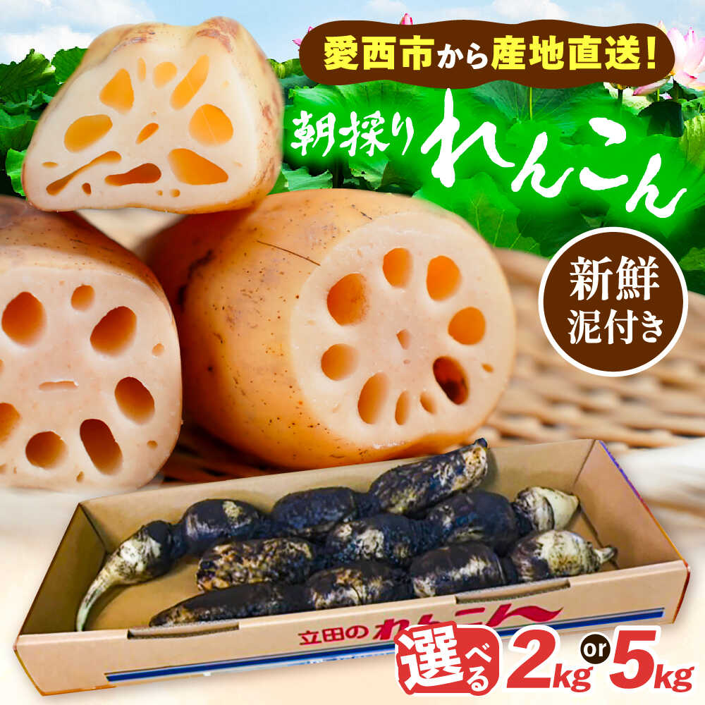 【ふるさと納税】＼毎年10月より順次発送／ 選べる内容量 れんこん 土付き鍬掘り レンコン 蓮根 産地直送 野菜 愛西市 / 山三レンコン [AEBK001]