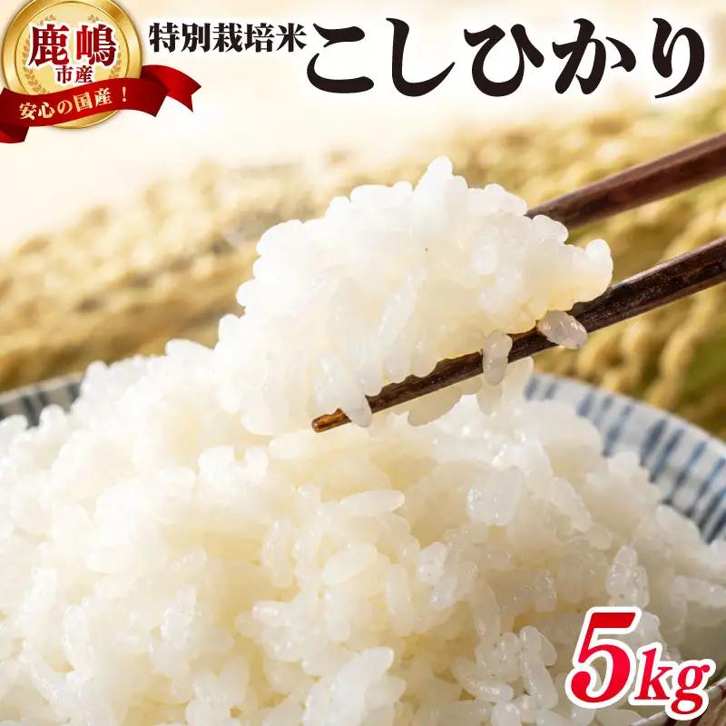 米 こしひかり 5kg 令和7年度産 特別栽培米 米