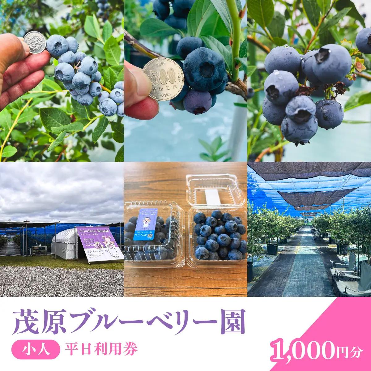 【先行予約】茂原ブルーベリー園　小人　平日利用券　1,000円分 MBCA004