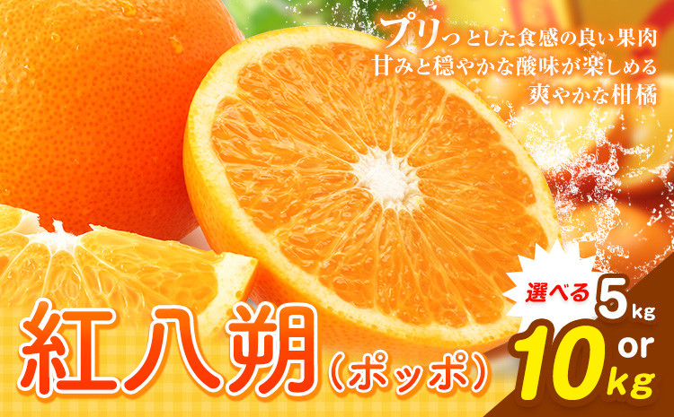 
                  【先行予約】紅八朔（ポッポ）約10kg（3L～L）or 約5kg（3L～L）JAわかやま 紀の里地域本部《2027年3月中旬-4月中旬頃出荷予定(土日祝除く)》和歌山県 岩出市 産地直送 みかん 八朔 柑橘 果物 フルーツ ビタミンC たっぷり 
                