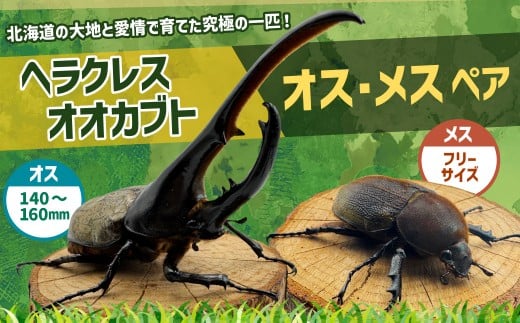 【指定日必須】 ヘラクレスオオカブト オス ・ メス ペア （オスサイズ：大140～160mm、メスサイズ：フリーサイズ） 【2026年3月上旬～12月下旬発送予定】 カブトムシ かぶとむし ヘラクレス 昆虫 成虫 セット 北海道 深川市