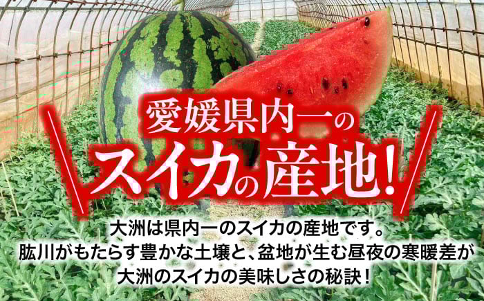 すいか スイカ 梅雨入り前スイカ 西瓜 果物 くだもの フルーツ ふるーつ 祭りばやし 祭り 大玉 初夏 春 甘い 人気 産直