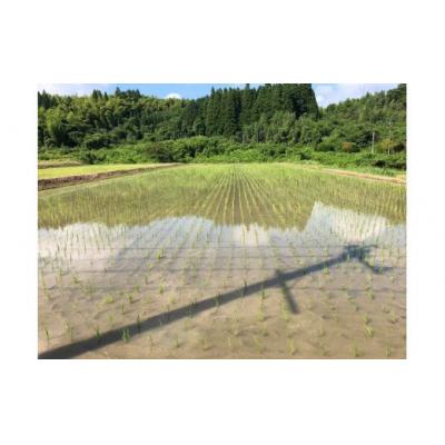 ふるさと納税 甲佐町 ★令和8年11月から発送予定★甲佐町　上田晋也さんが育てた美味しいお米【白米30kg】ZA |  | 01