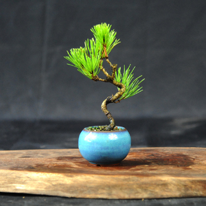 赤石の泉 黒松（鉢植え） S-27