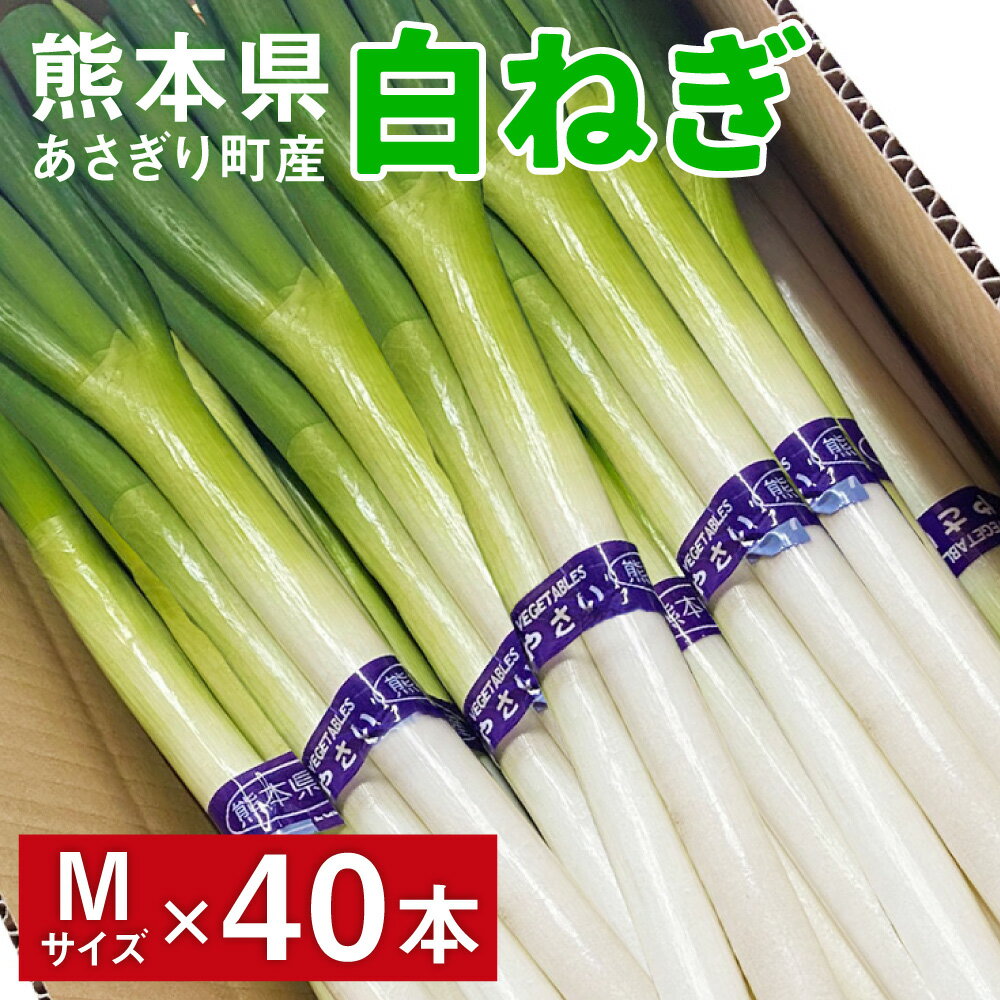 【ふるさと納税】熊本県あさぎり町産　白ねぎ「球磨美人」Mサイズ×40本 　お届け時期：2025年11月下旬より順次発送【白葱/白ネギ/長ねぎ/長葱/長ネギ】