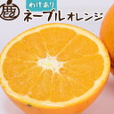 【ふるさと納税】＜2月より発送＞家庭用 ネーブルオレンジ5kg+150g（傷み補償分）【訳あり・わけあり】【光センサー選別】【IKE42】 | オレンジ フルーツ 果物 くだもの 食品 人気 おすすめ 送料無料