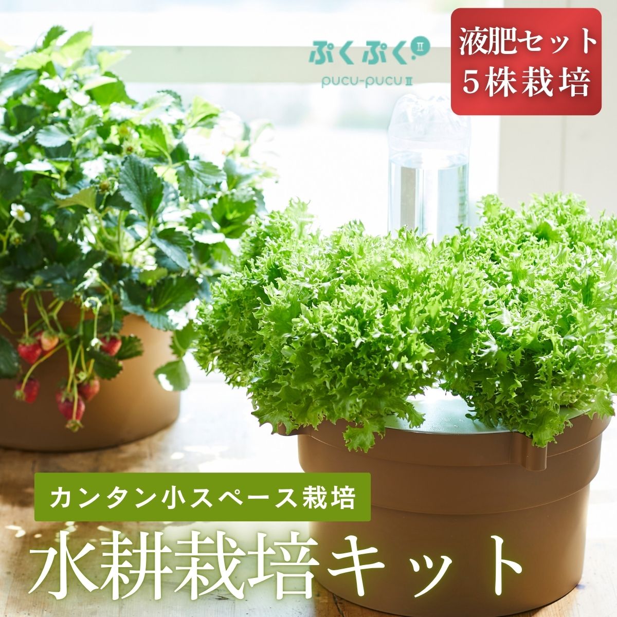 【ふるさと納税】ホームハイポニカぷくぷくII〈エアポンプ式〉水耕栽培キット 5株同時栽培 培地・肥料付き 家庭菜園 室内栽培 ベランダ栽培 兵庫県丹波篠山市