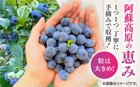 旬の美味しさそのまま！冷凍 完熟ブルーベリー 計1kg (約500g×2パック)  熊本県産冷凍ブルーベリー 山都町産冷凍ブルーベリー ブルーベリー フルーツ ブルーベリースムージー 果物 小分け冷凍