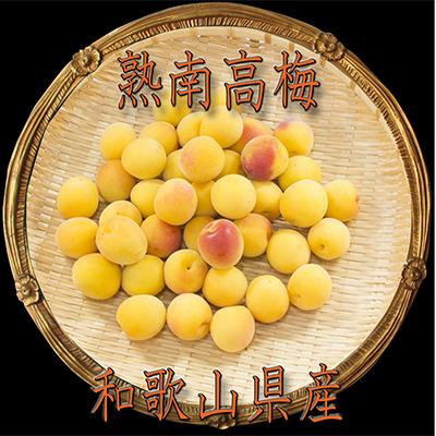 ふるさと納税 高野町 2026/6月より発送【梅干し・梅酒用】紀州和歌山の熟南高生梅2LorL-2kg