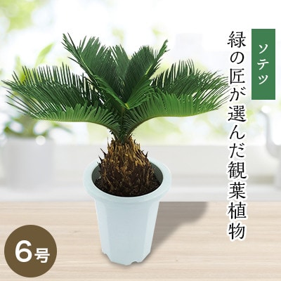 緑の匠が選んだ観葉植物　素敵な空間づくりに　ソテツ　6号【1265751】