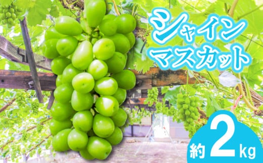 【早期予約】朝採りシャインマスカット 約2kg(3房～4房) 名峰讃岐富士育ち 煌めきの果実  マスカット シャインマスカット ぶどう 葡萄 ブドウ フルーツ 果物 くだもの 果実 フルーツ 旬 旬の果物 デザート スイーツ おやつ ゼリー ジュース 人気果物 人気フルーツ ランキング 香川 丸亀
