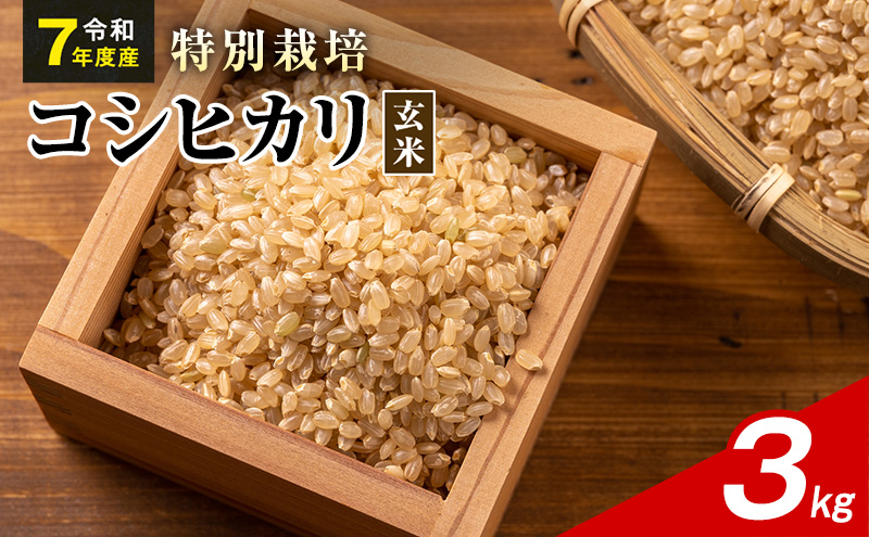 令和7年産 特別栽培米 コシヒカリ 玄米 3kg 静岡県産 色彩選別済 食に意識高い方へオススメ