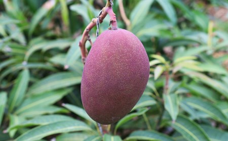 【2024年発送】濃厚な甘さの沖縄県産マンゴー2kg（家庭用）