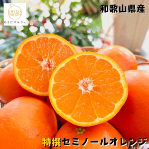 【特撰】セミノール 2kg ｜ みかん 高級 くだもの 晩柑 柑橘 和歌山
