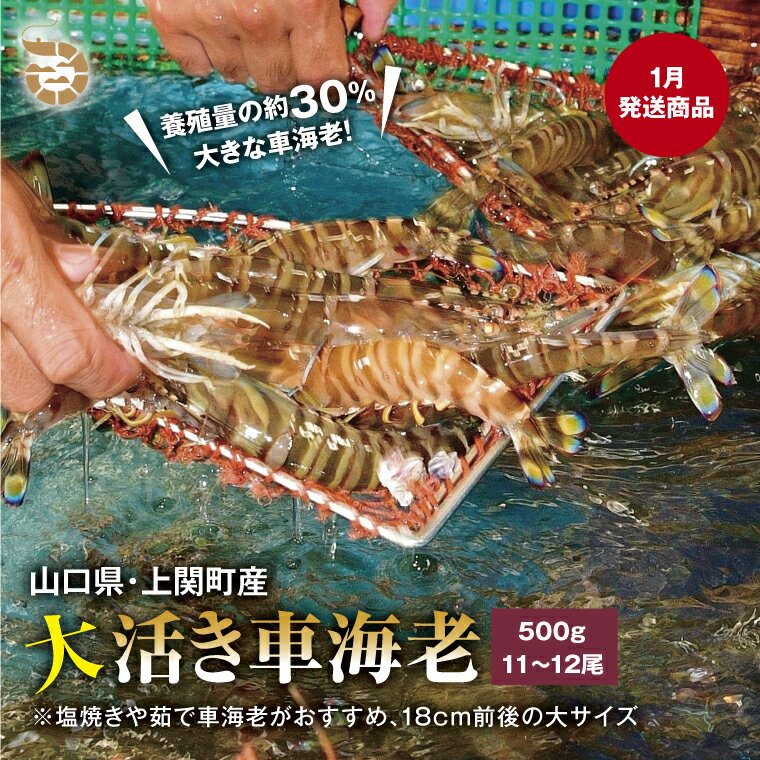 【ふるさと納税】〈1月発送〉B-16　大活き車えび（約500g）