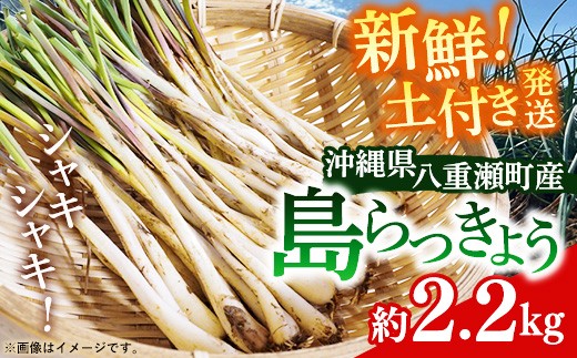 
                  【先行受付】新地農園 沖縄県産 島らっきょう 約2.2kg - 生らっきょう 国産 先行予約 塩漬け 浅漬け 甘酢漬け 漬物 天ぷら チャンプルー 土付き おすすめ 送料無料 八重瀬町
                