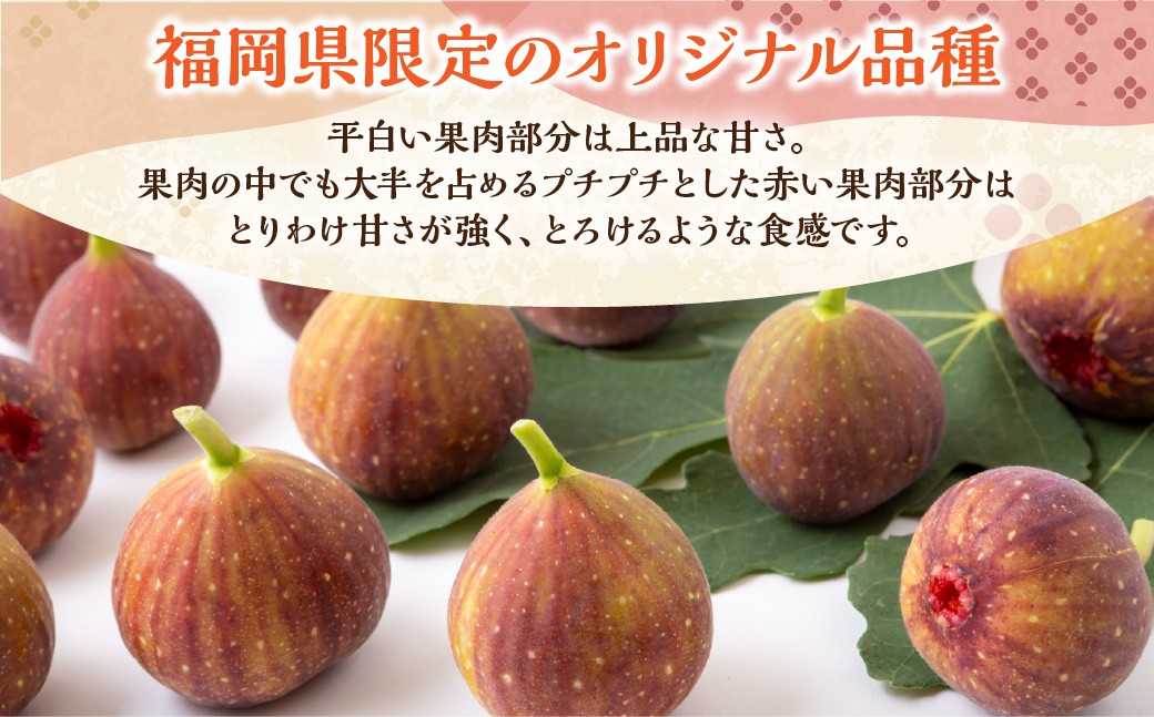 いちじく（とよみつひめ）8パック【2026年7月下旬～8月下旬発送予定】