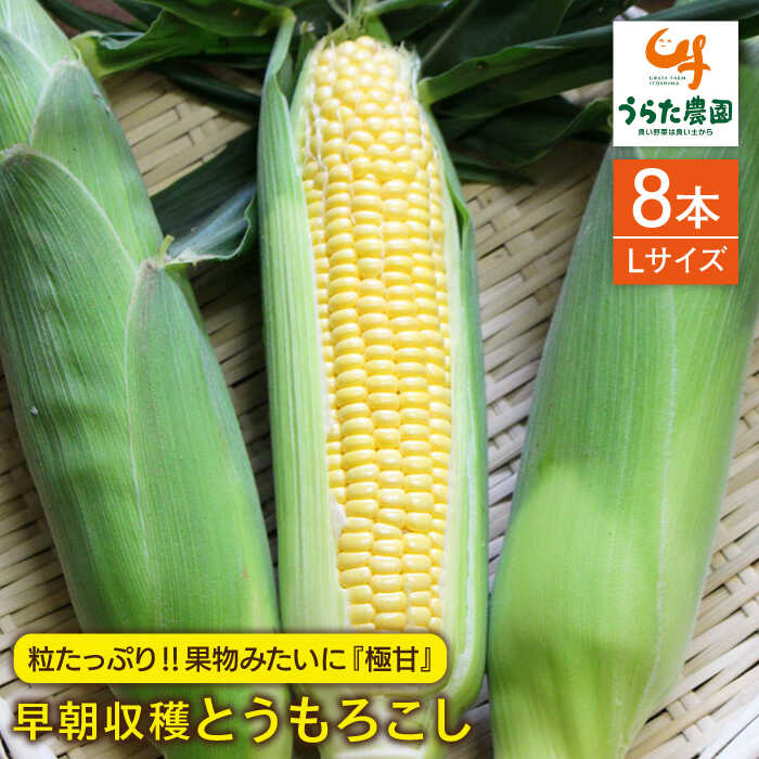 【ふるさと納税】【期間限定】大人気！！果物みたいに『極甘』早朝収穫とうもろこし Lサイズ（300g）×8本 《糸島》【有限会社ウラタ農園】[ALI003] 9000円 9千円