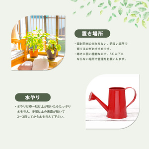 【観葉植物】オーガスタ70cm～100cm Green Farm M IB075-008 観葉植物 ※北海道・沖縄・離島配送不可