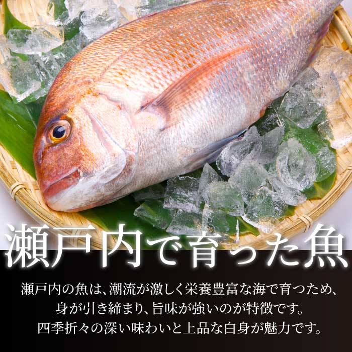 瀬戸内産 天然鯛 約2.5kg（500g×5匹/鱗・内臓処理）・鮮魚3～5種 詰め合わせ 地魚 鯛 天然鯛 真鯛 天然 鮮魚 下処理済 瀬戸内 広島県 三原市 154008